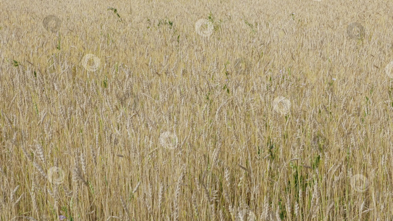 Скачать Поля пшеницы в конце лета полностью созрели фотосток Ozero