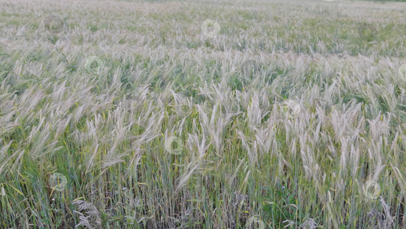 Скачать Поля пшеницы в конце лета полностью созрели фотосток Ozero
