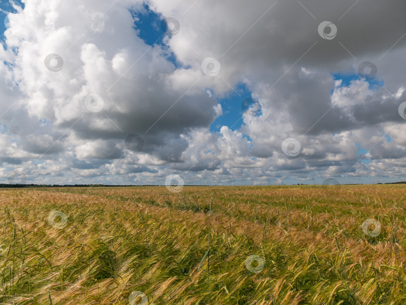 Скачать Желтое зерно, готовое к сбору урожая, растет на фермерском поле фотосток Ozero