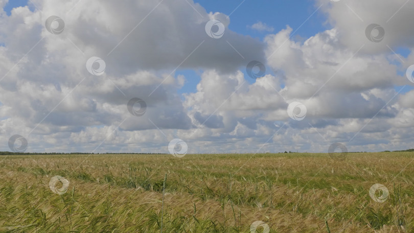 Скачать Поля пшеницы в конце лета полностью созрели фотосток Ozero