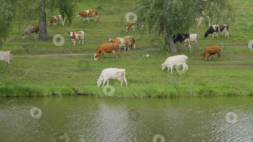 Скачать Пейзаж со стадом коров на берегу озера фотосток Ozero