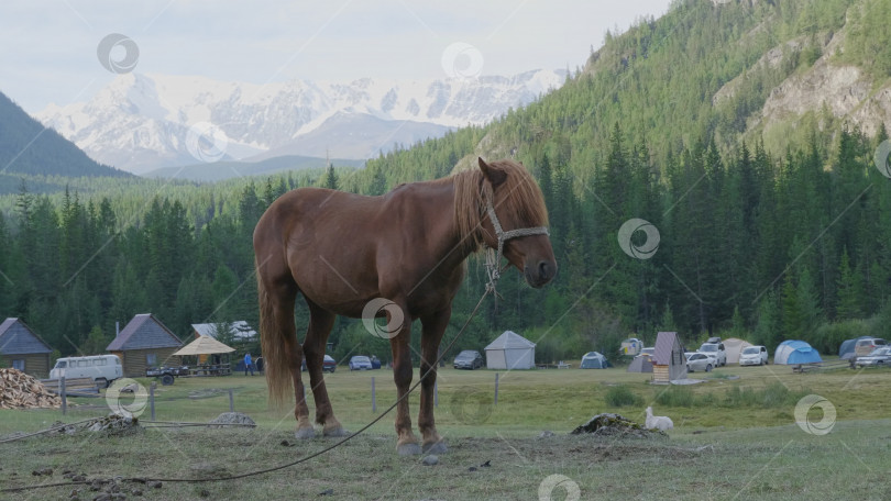 Скачать Лошадь с жеребятами пасется на пастбище в горах Алтая фотосток Ozero