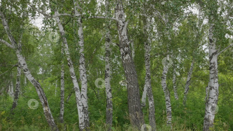 Скачать Березовый лес в утреннем солнечном свете, фон природы фотосток Ozero