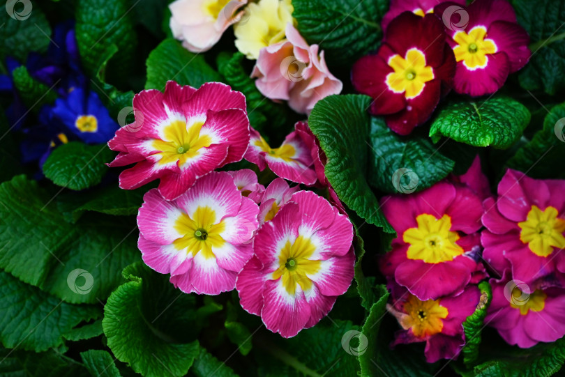 Скачать Панорамный многоцветный цветок примулы обыкновенной Primula Vulgaris. Много цветов деревенской примулы, баннер с видом сверху. Яркий цветочный пейзаж, ровная поверхность. Живая стена из разноцветных цветов примулы Первоцвет фотосток Ozero