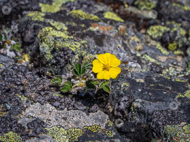 Скачать Маленький желтый цветок кровохлебки (Potentilla wrangelii) растет из косточки. Концепция "Воля к жизни". фотосток Ozero