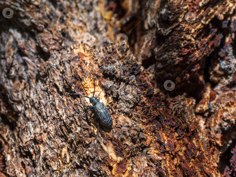 Скачать Естественный фон с изображением жука. большой черный жук-усач ползет по коричневой коре дерева в лесу. Крупным планом, скопируйте пробел. фотосток Ozero
