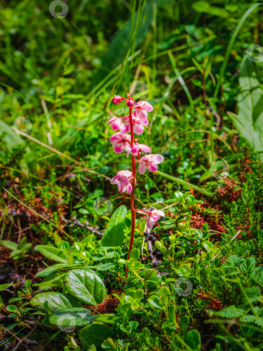 Скачать Нежные цветы на розовом растении грушанки (Pyrola asarifolia). Флора Горного Алтая. фотосток Ozero