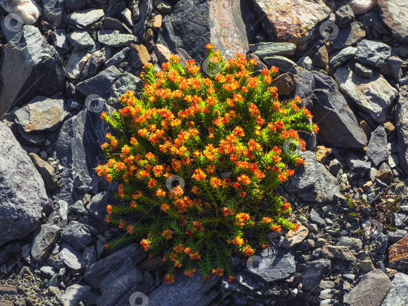 Скачать Куст редкого горного лекарственного растения Rhodiola quadrifida, Горный Алтай. фотосток Ozero