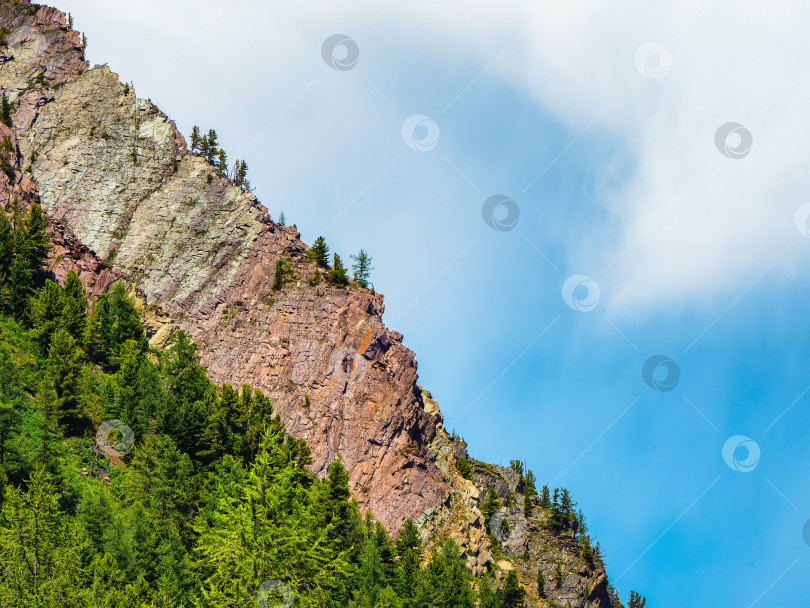 Скачать Минималистичный альпийский пейзаж с раскосым большим горным хребтом, хвойным лесом и скалами под голубым облачным небом. Живописный солнечный горный пейзаж с высоким горным хребтом в солнечном свете. фотосток Ozero