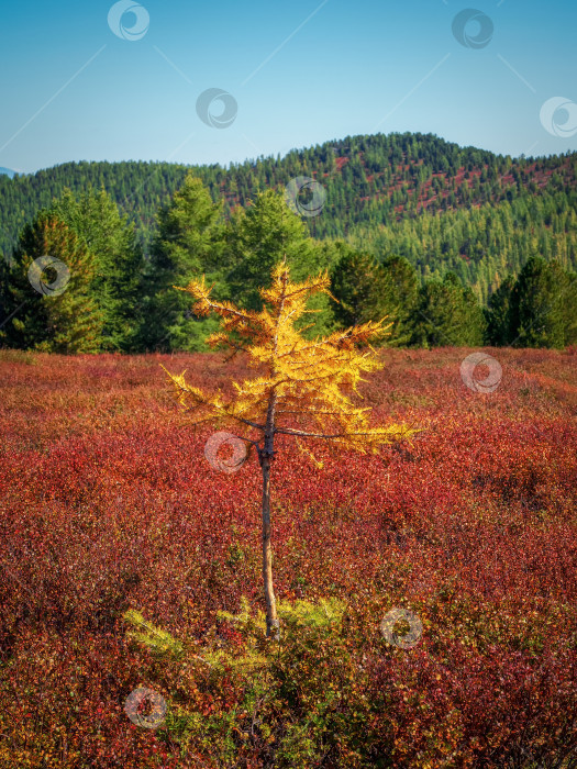 Скачать Маленькая желтая лиственница посреди осеннего красного поля. фотосток Ozero