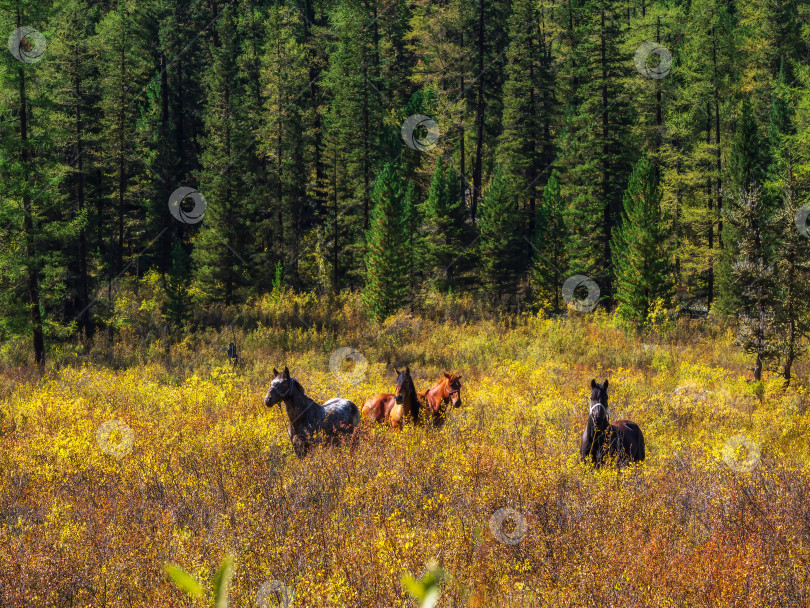 Скачать Лошади пасутся среди осенних кустарников на фоне горного хвойного леса. фотосток Ozero