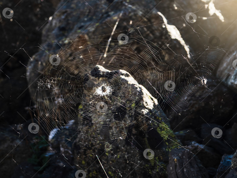 Скачать Яркая паутина с паучьим крестом в центре на темном естественном фоне. фотосток Ozero