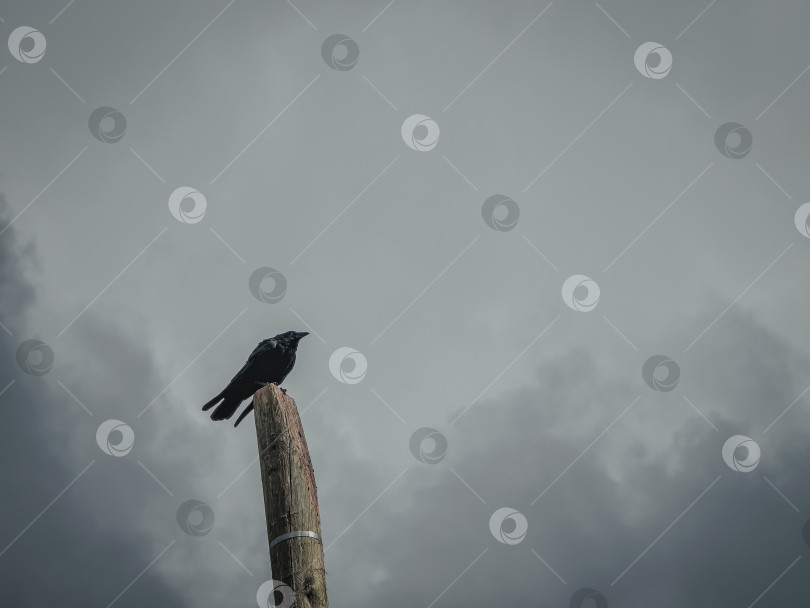Скачать Силуэт черного ворона, сидящего на телеграфном столбе фотосток Ozero