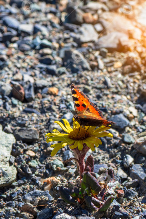 Скачать Бабочка на цветке. Яркое имаго Aglais urticae, маленькой черепаховой бабочки на горном желтом цветке, крупным планом. фотосток Ozero