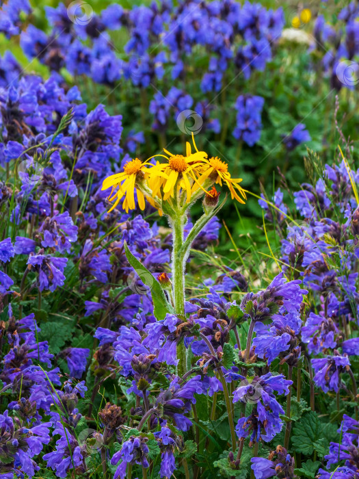 Скачать Горные полевые цветы. Фиолетовые цветки послушного растения (Dracocephalum) и ярко-желтые свежие цветки арники. фотосток Ozero