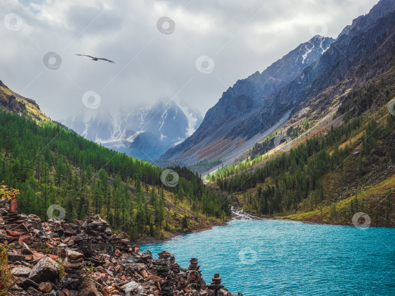 Скачать Удивительное чистое горное озеро в лесу среди елей фотосток Ozero