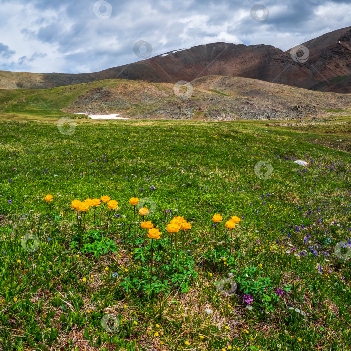 Скачать Цветет троллий европейский (Trollblume) весенним шаровидным цветком перед темными горами. Зеленое альпийское плато. Вид на площадь. фотосток Ozero