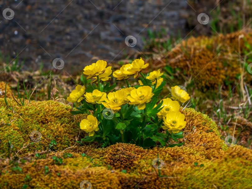 Скачать Куст желтых цветов Ranunculus glacialis, широко известный как ледниковый лютик или ледниковая воронья лапка. фотосток Ozero