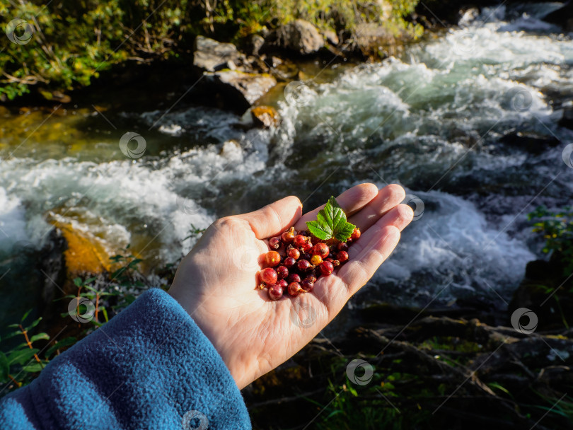Скачать Рука с ягодами дикой черной смородины на фоне горного ручья. Дары природы, еда в походе. фотосток Ozero