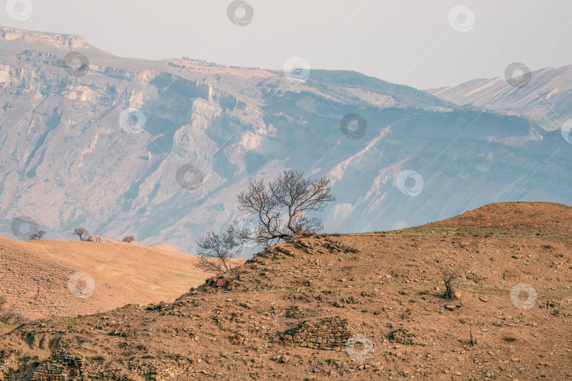Скачать Пустынный пейзаж с одиноким деревом на утесе. фотосток Ozero