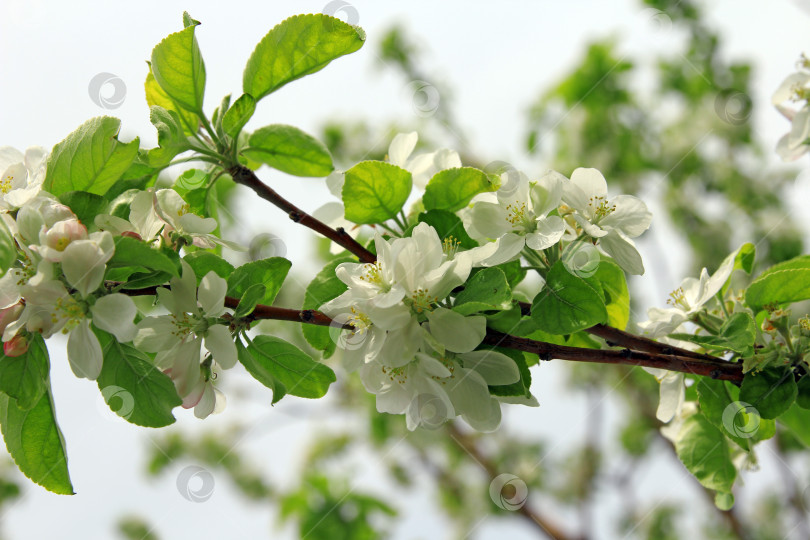 Скачать цветущая ветка яблони с белыми цветами фотосток Ozero