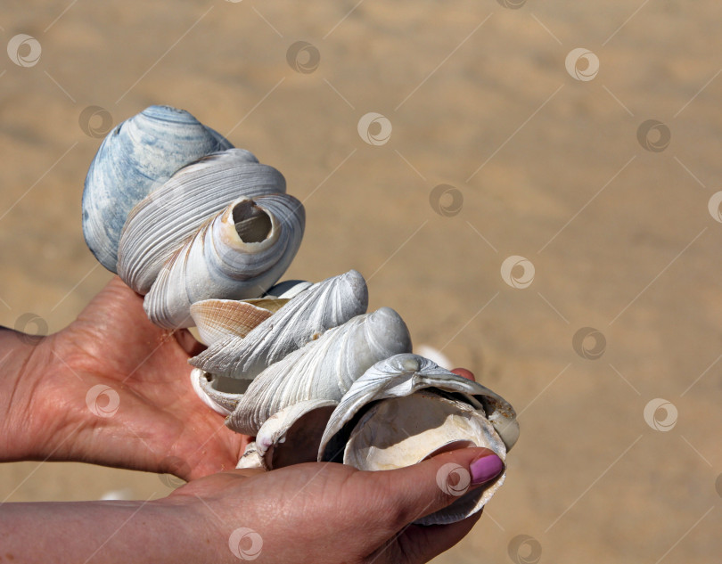 Скачать Девушка держит в руках горсть морских раковин. фотосток Ozero