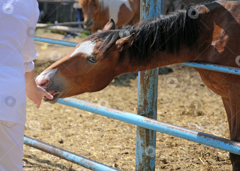 Скачать Женщина вручную кормит коричневую лошадь в конюшне. фотосток Ozero