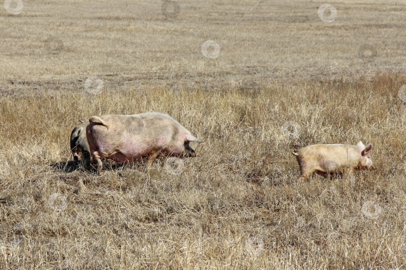 Скачать Три свиньи пасутся на сухой траве. фотосток Ozero