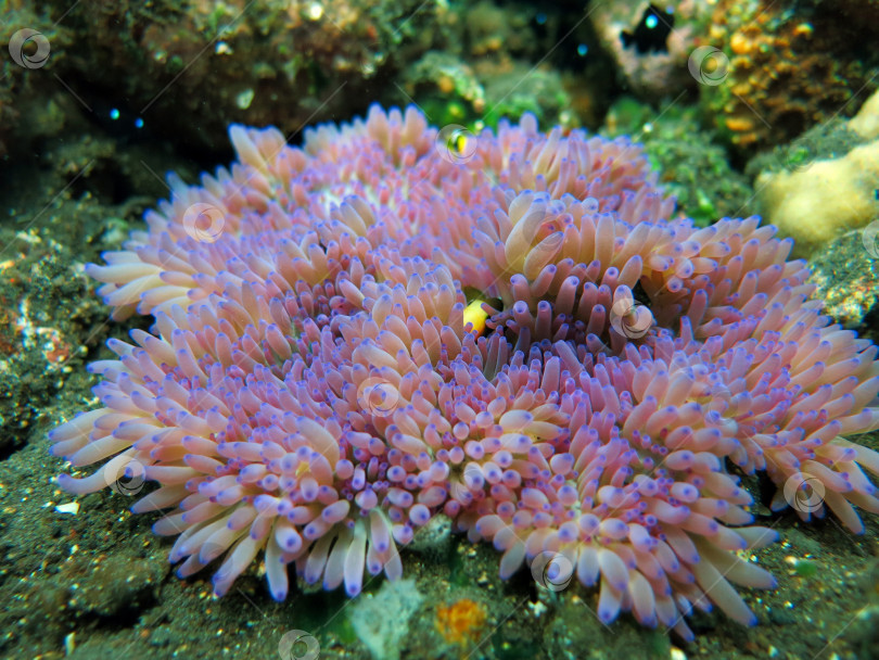 Скачать Актиниария морское растение коралловый Бали фотосток Ozero