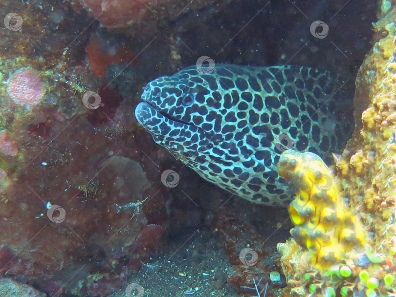 Скачать Гигантская пятнистая мурена прячется среди коралловых рифов на дне океана, Бали. фотосток Ozero