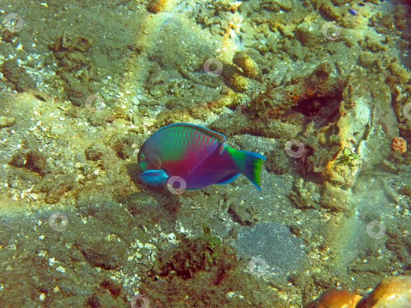 Скачать Процветающий коралловый риф, изобилующий морской флорой и фауной, Бали. фотосток Ozero