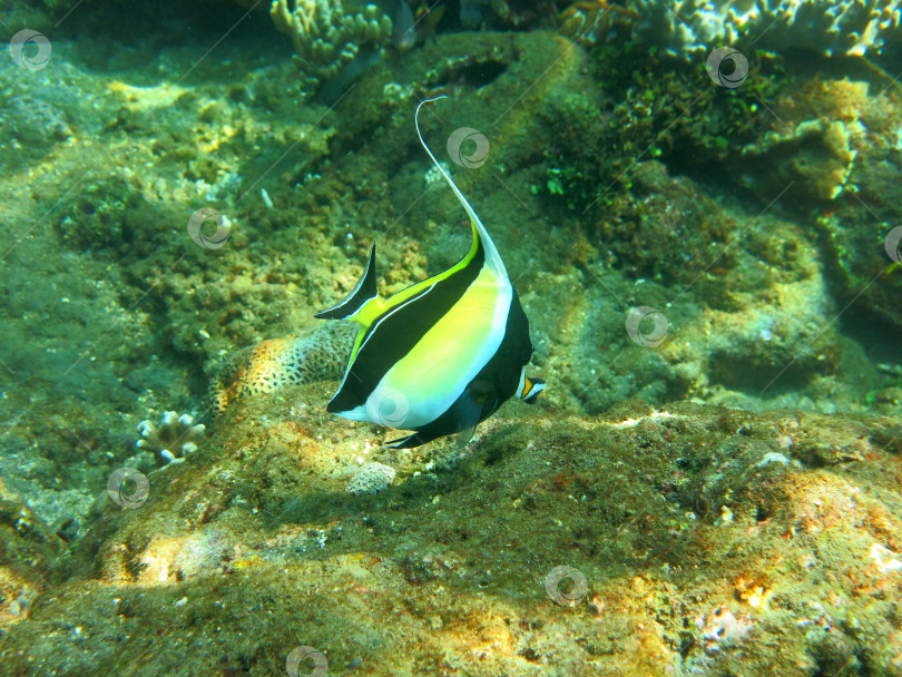 Скачать Процветающий коралловый риф, изобилующий морской флорой и фауной и тропическими рыбами (мавританские идолы), Бали. фотосток Ozero