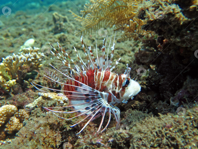 Скачать Крылатка (pterois) на коралловом рифе Бали. фотосток Ozero