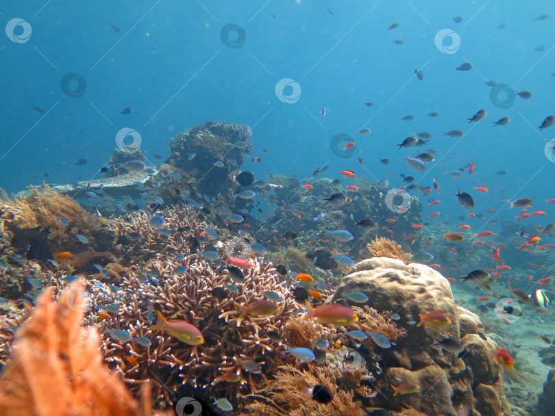 Скачать Процветающий коралловый риф, изобилующий морской флорой и фауной и косяками рыб, Бали. фотосток Ozero