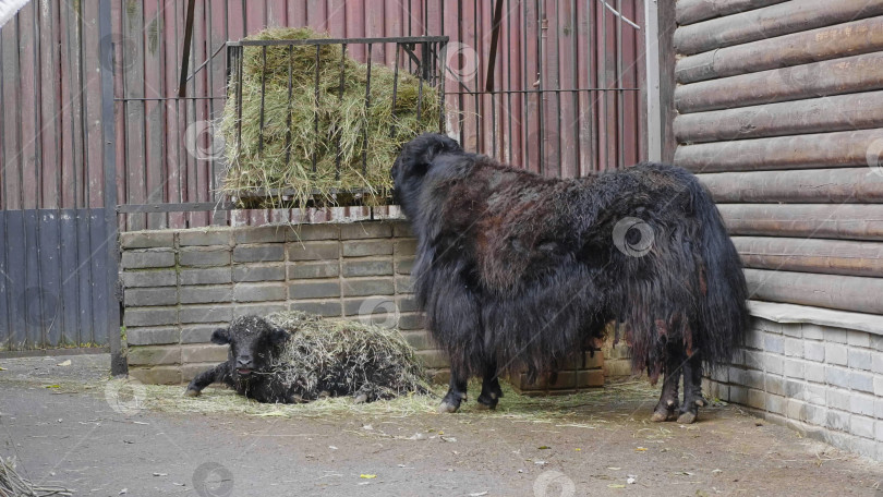 Скачать Старый тибетский як с длинной черной шерстью и большими рогами идет по горному пастбищу. фотосток Ozero
