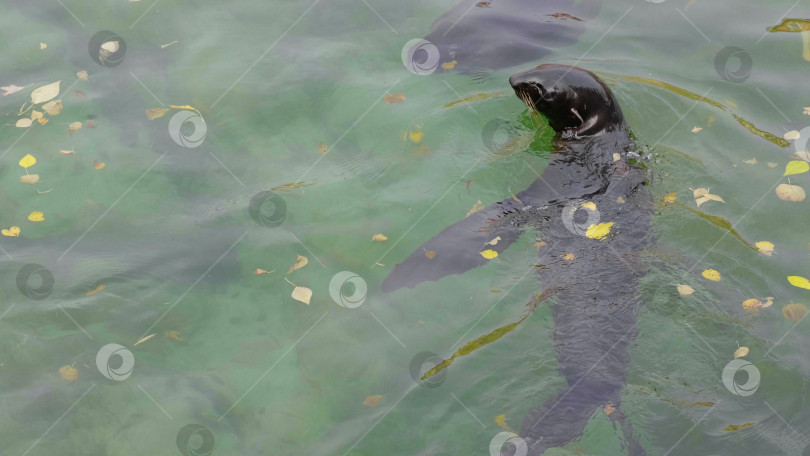 Скачать Средиземноморский тюлень-монах, находящийся под угрозой исчезновения фотосток Ozero