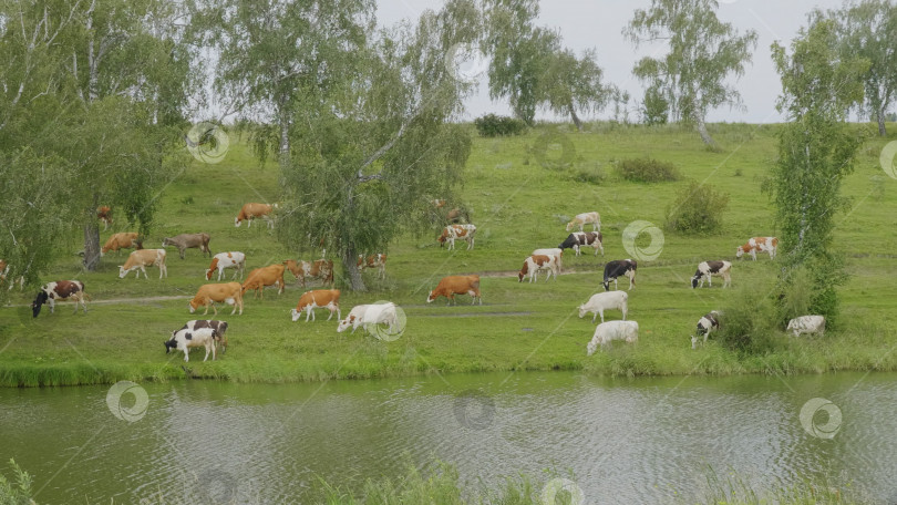 Скачать Пейзаж со стадом коров на берегу озера синемаграф фотосток Ozero