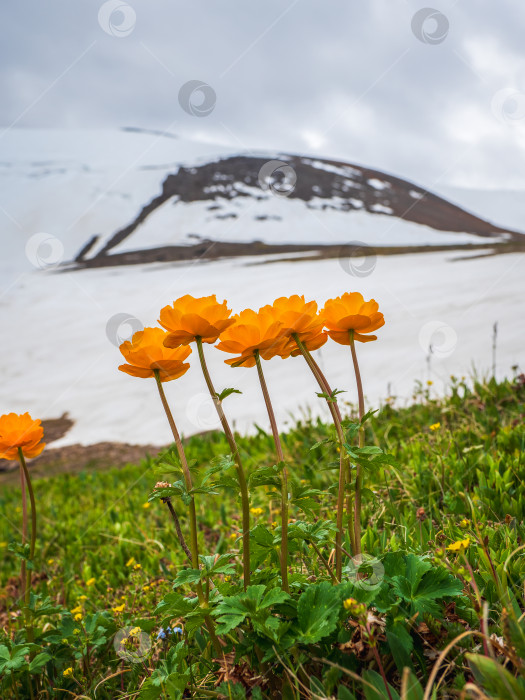 Скачать Тролльблум в весеннем шаровидном цветке перед белым ледником. Зеленое альпийское плато. Вертикальный вид. фотосток Ozero