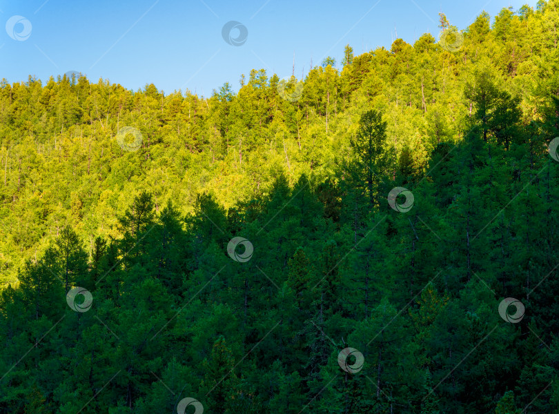 Скачать Зеленые слои леса на фоне гор, силуэт. Красивый пейзаж. Вечнозеленые хвойные деревья. фотосток Ozero