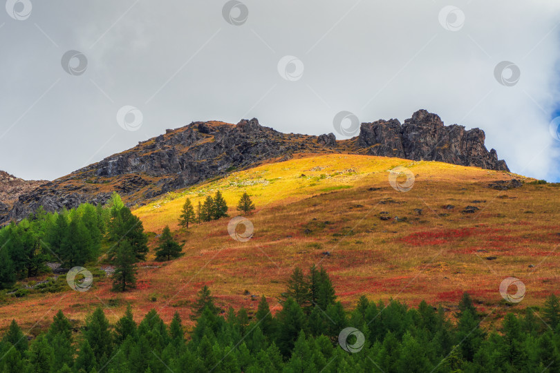 Скачать Солнечный пестрый осенний пейзаж с залитой солнцем золотой горой и зелеными елями на склоне горы под облачным небом. Удивительный альпийский пейзаж с прекрасными высокими горами в лучах золотого солнца в осенних красках фотосток Ozero