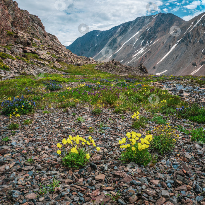 Скачать Альпийские желтые маки цветут на фоне высоких заснеженных гор и ледников. Суровая природа высокогорья на заднем плане. фотосток Ozero