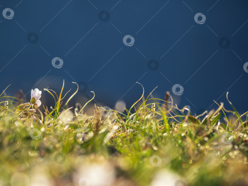 Скачать Зеленая трава на размытом абстрактном зеленом фоне с бликами. Минималистичный фон дикой природы с пространством для копирования. фотосток Ozero