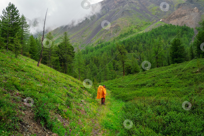 Скачать Фигура туриста в желтом плаще на горной тропе. Дождливый горный лес, одиночный поход в плохую погоду. фотосток Ozero