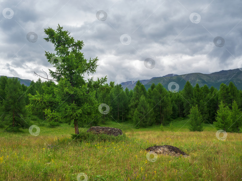 Скачать Кедровый лес, зеленый природный фон сибирской тайги. Природный заповедник, концепция "зеленой планеты". фотосток Ozero