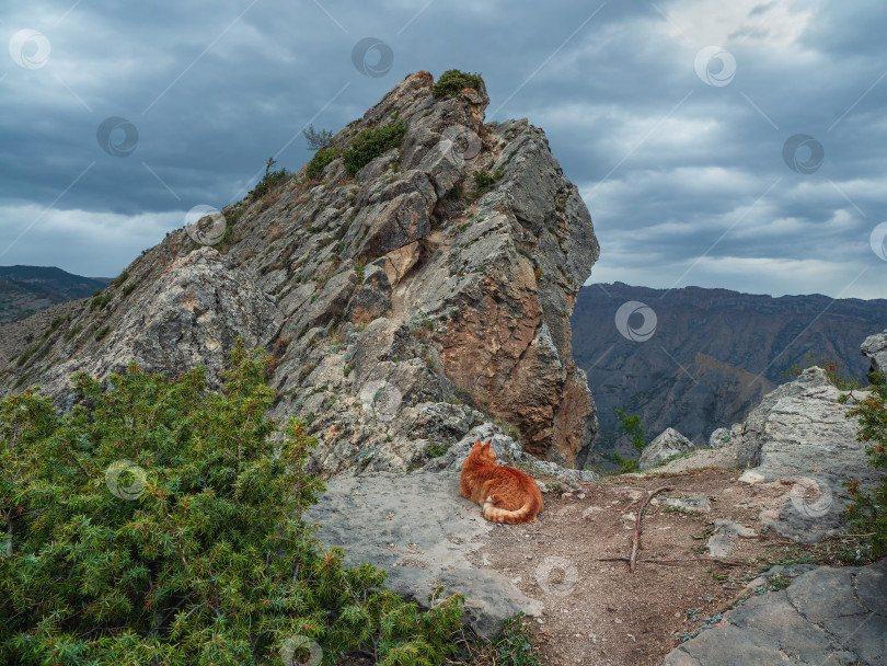 Скачать Рыжеволосый довольный кот отдыхает на вершине горы. фотосток Ozero