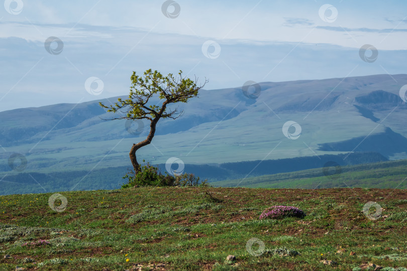 Скачать Одинокое дерево, растущее на вершине скалы. Высокогорное пастбище весной. фотосток Ozero