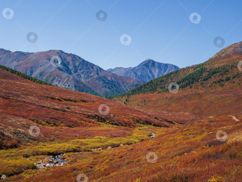 Скачать Яркая осень на горном плато. Красивая горная долина осенью. Теплый осенний день с ясной погодой в высокогорье. фотосток Ozero