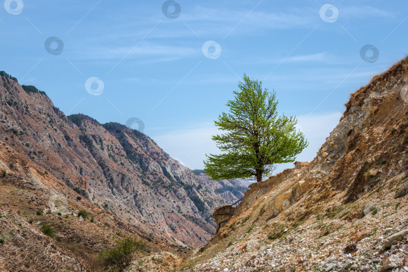 Скачать Красочный зеленый пейзаж с одиноким деревом на скалистом холме по диагонали на фоне голубого облачного неба фотосток Ozero