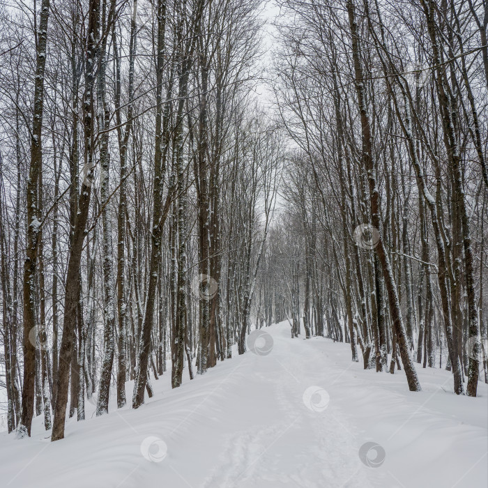 Скачать Пустая аллея в заснеженном зимнем лесу. Зимний природный фон. Вид на площадь. фотосток Ozero