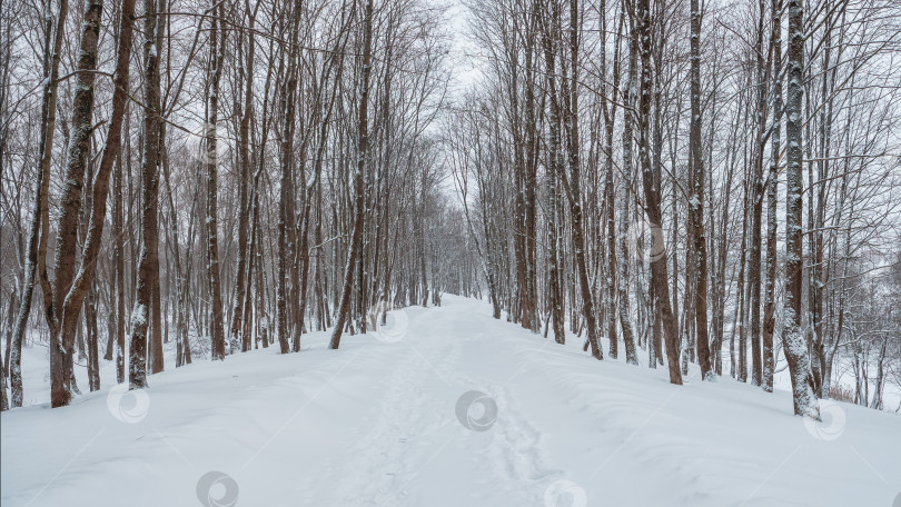 Скачать Панорамный вид на пустую аллею в заснеженном зимнем лесу. Зимний природный фон. фотосток Ozero